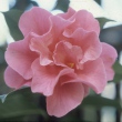 Fluted Silk